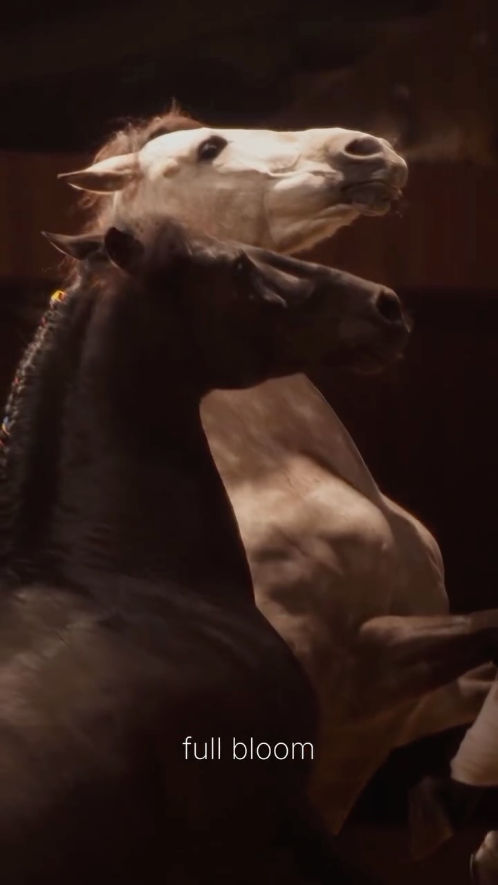 Horses in full bloom